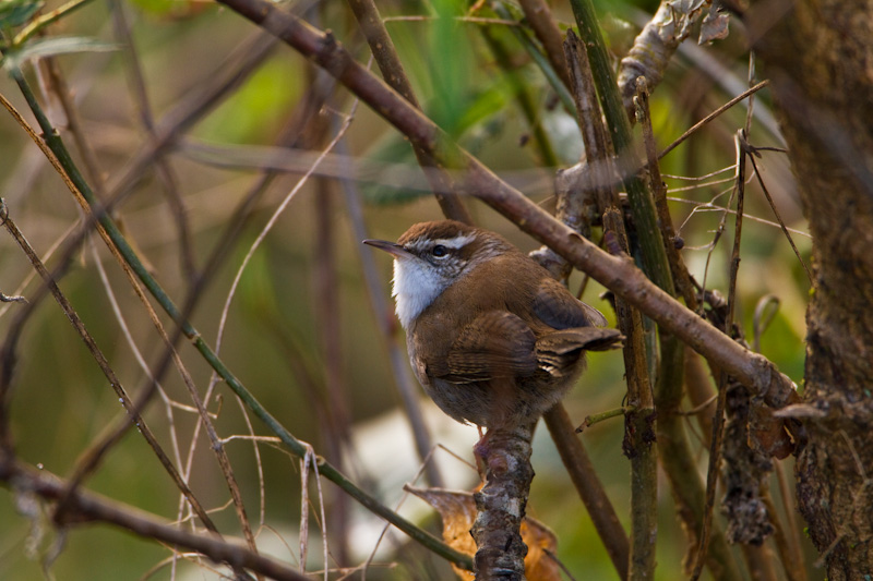 Bewicks Wren